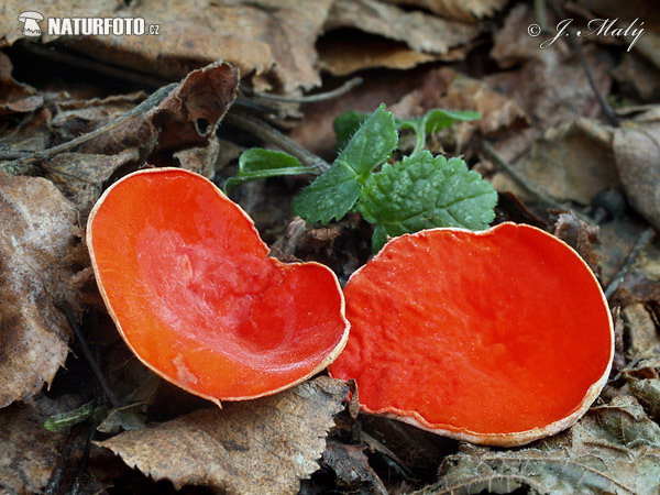 Elfcup - Sarcoscypha jurana Mushroom (Sarcoscypha jurana)
