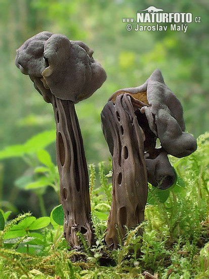 Elfin Saddle Mushroom (Helvella lacunosa)