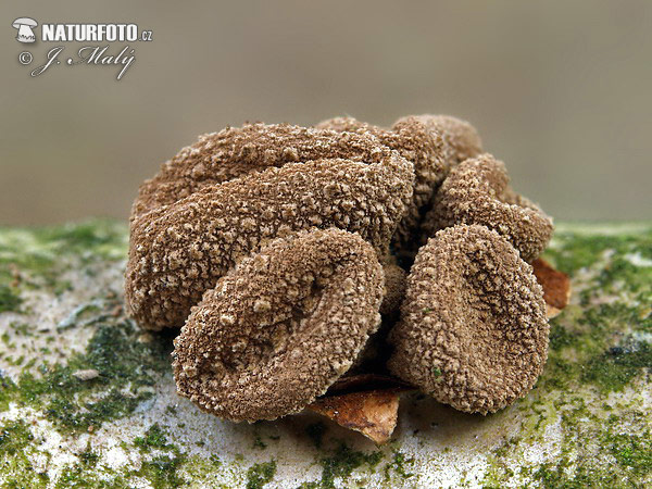 Encoelia furfuracea