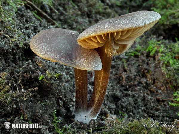 entoloma primaverile