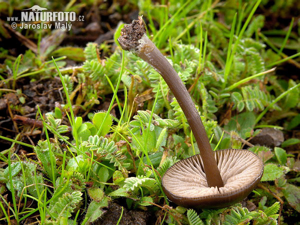 Entoloma sericeum