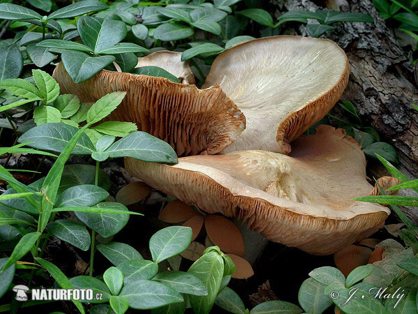 Entoloma sinuatum