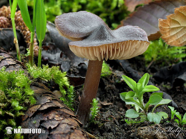 Entoloma vernum Mushroom (Entoloma vernum)