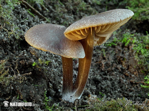 Entoloma vernum Mushroom (Entoloma vernum)