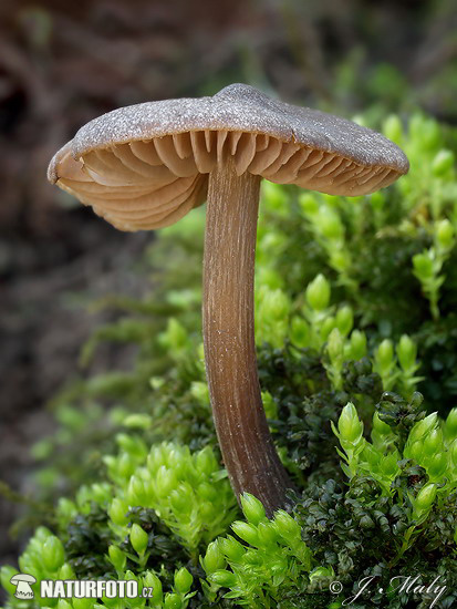 Entoloma vernum