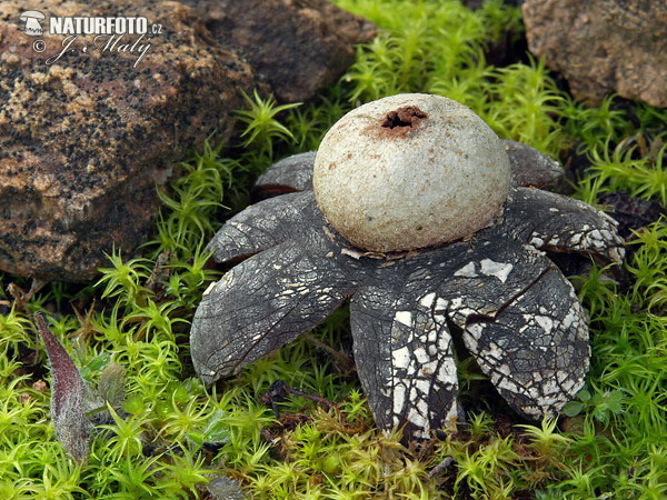 estrella de tierra higrométrica