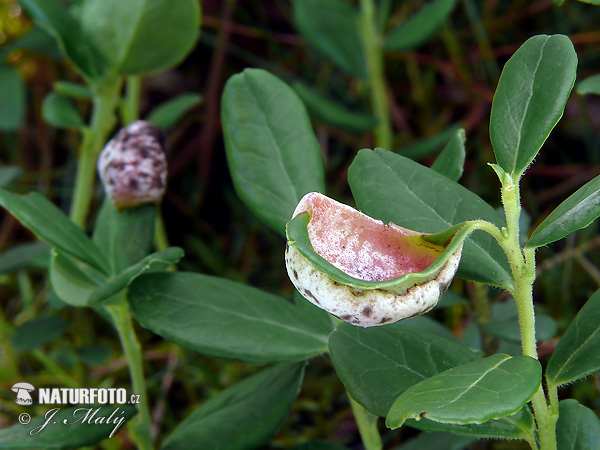 Exobasidium vaccinii