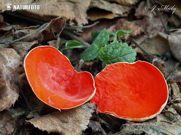 ézize coccinée du Jura