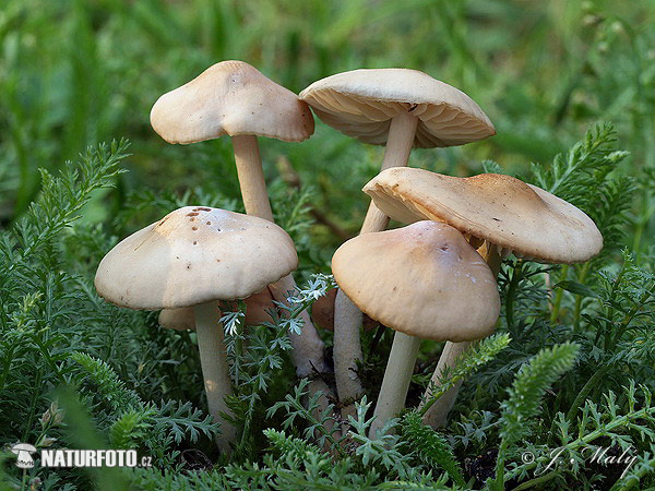 Fairy Ring Champignon Mushroom (Marasmius oreades)
