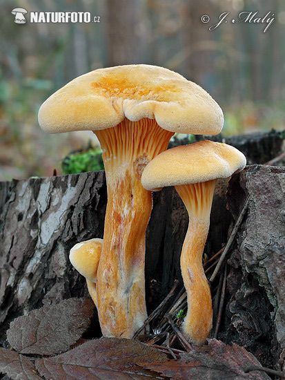 False Chantarelle Mushroom (Hygrophoropsis aurantiaca)