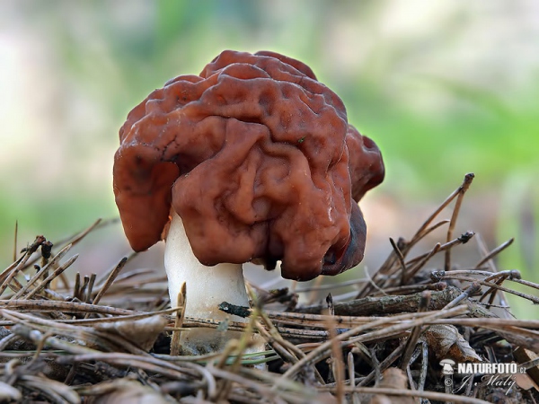 False Morel Mushroom (Gyromitra esculenta)