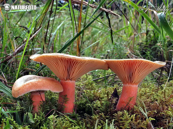False Saffron Milkcap Mushroom (Lactarius deterrimus)