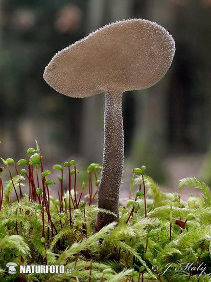 Felt Saddle Mushroom (Helvella macropus)