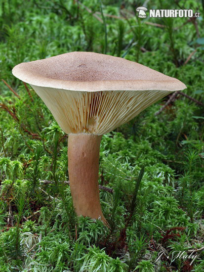 Fenugreek Milkcap Mushroom (Lactarius helvus)
