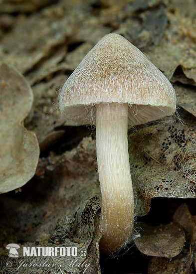 Fibrecap Mushroom (Inocybe sp.)