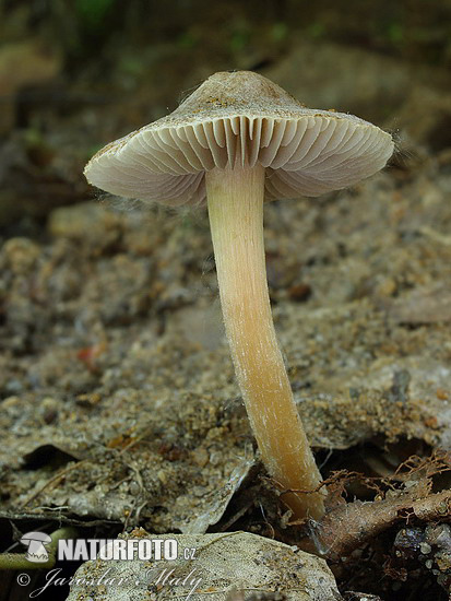 Fibrecap Mushroom (Inocybe sp.)