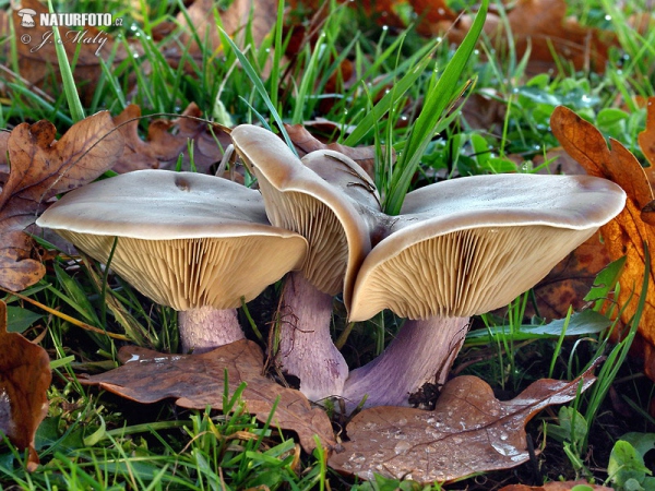 Field Blewit Mushroom (Lepista personata)