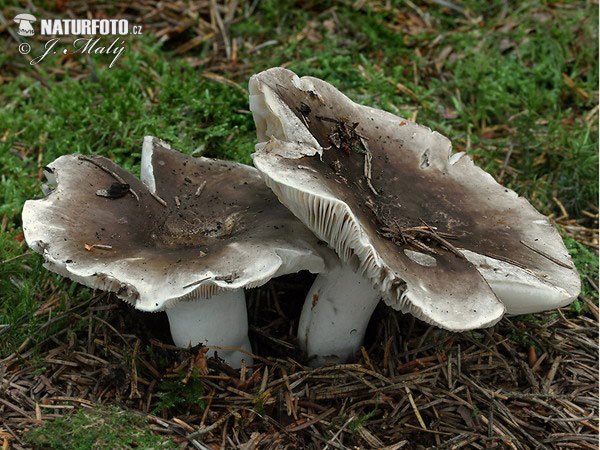 fijnplaatrussula