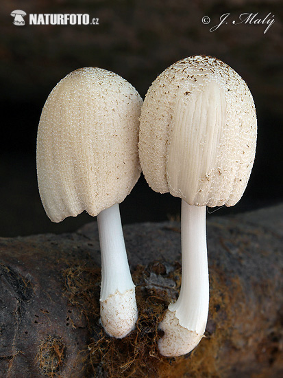 Firerug Inkcap Mushroom (Coprinellus domesticus)