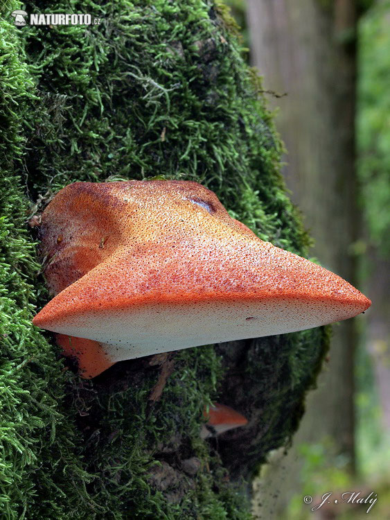 Fistulina hepatica