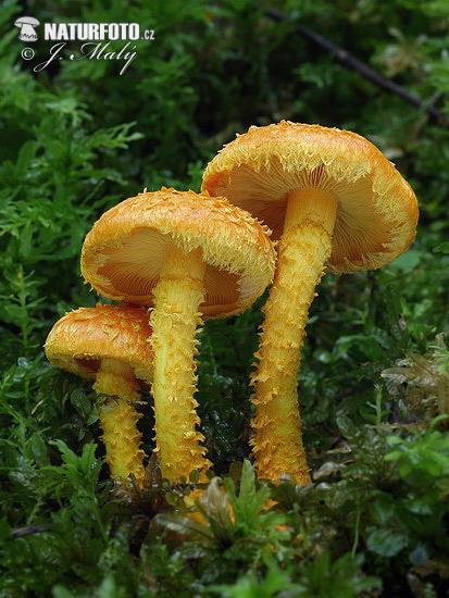 Flaming Scalycap Mushroom (Pholiota flammans)