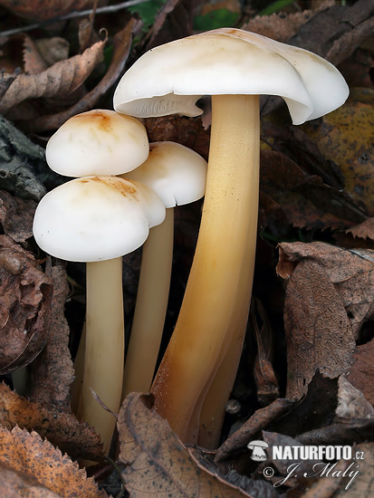 Flammulina fennae Mushroom (Flammulina fennae)