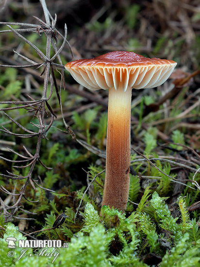 Flammulina ononidis Mushroom (Flammulina ononidis)