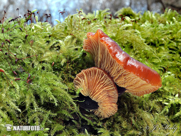 Flammulina velutipes