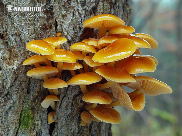 Flammulina velutipes