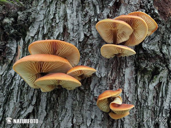 Flammulina velutipes