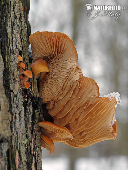 Flammulina velutipes