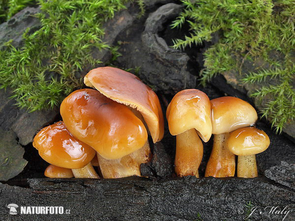 Flammulina velutipes