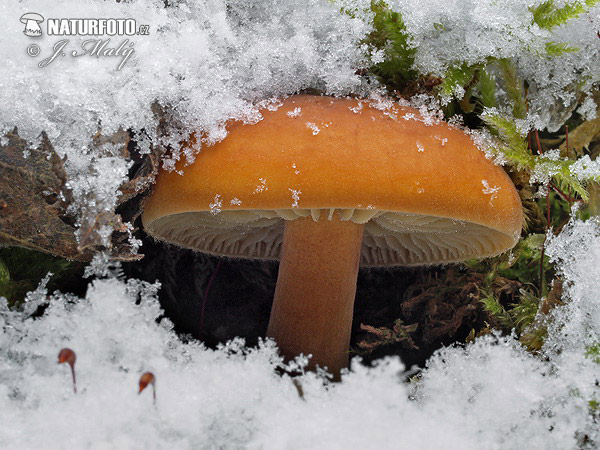 Flammulina velutipes