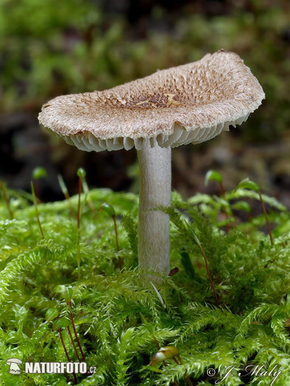 Fleecy Fibrecap Mushroom (Inocybe flocculosa)