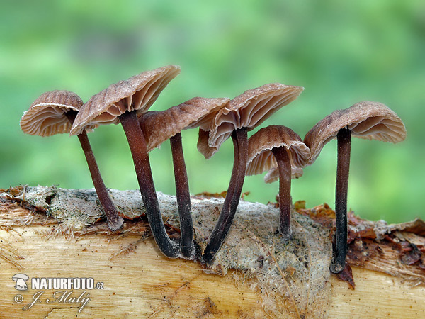 Foetid Mummy-cap Mushroom (Gymnopus foetidus)