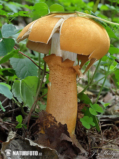 foliota aurea