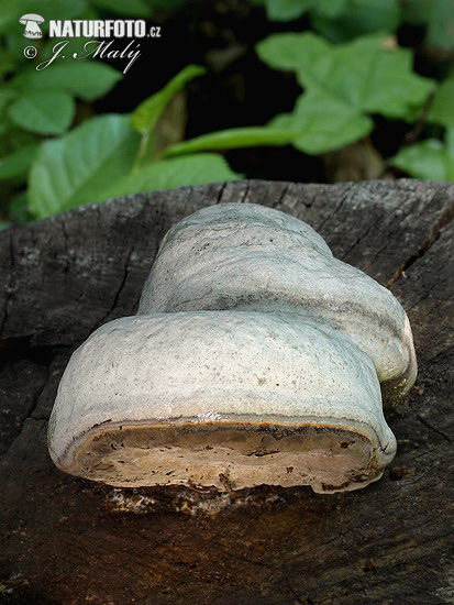 Fomes fomentarius