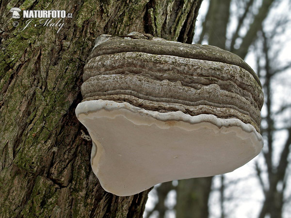 Fomes fomentarius