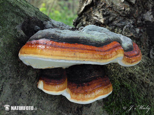 Fomitopsis pinicola