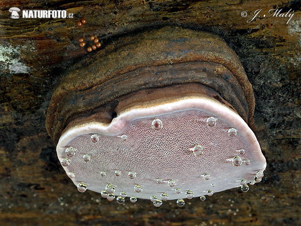 Fomitopsis rosea