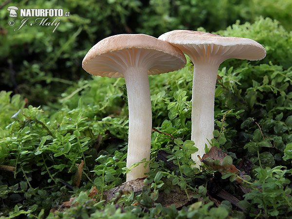 Forest Woodwax Mushroom (Hygrophorus arbustivus)