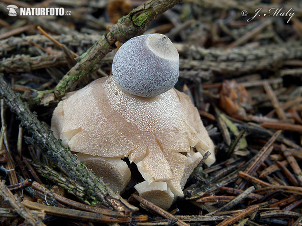Four-footed earthstar Mushroom (Geastrum quadrifidum)