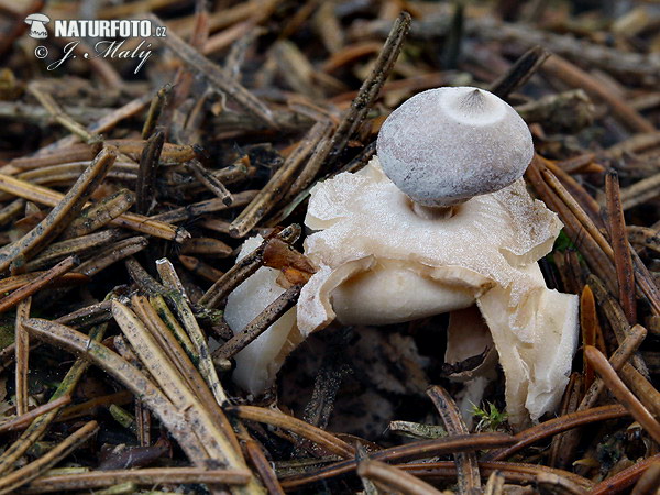 Four-footed earthstar Mushroom (Geastrum quadrifidum)