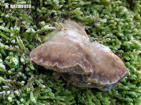 Fragrant Bracket Mushroom (Trametes suaveolens)