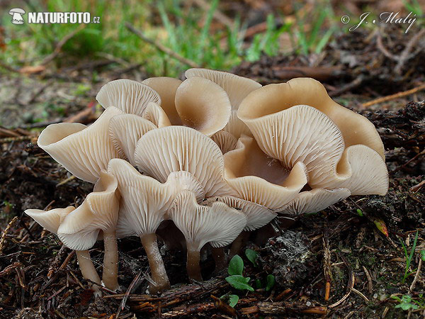 Fragrant Funnel Mushroom (Clitocybe fragrans)
