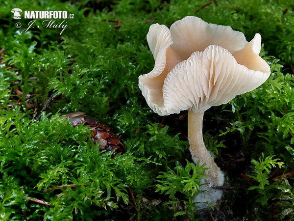 Fragrant Funnel Mushroom (Clitocybe fragrans)