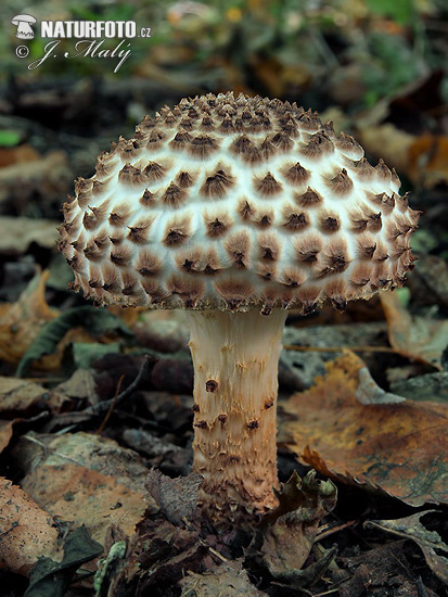 Freckled Dapperling Mushroom (Echinoderma asperum)