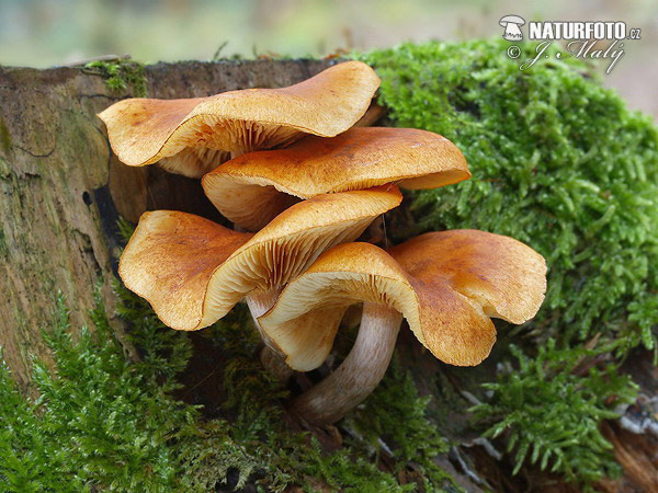 Frecled Flame-cap Mushroom (Gymnopilus penetrans)