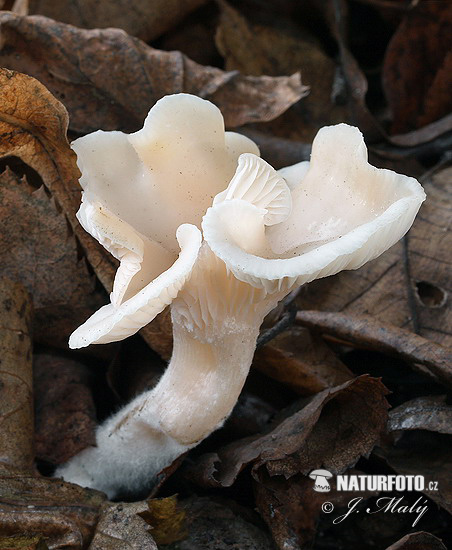 Funnel Mushroom (Clitocybe sp. 1)