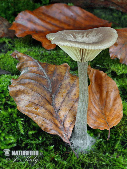 Funnel Mushroom (Clitocybe sp.)